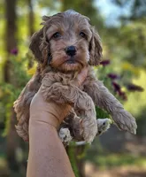 Ollie - Green Collar Male , a male Cockapoo for sale in Mocksville, NC – 3 of 7