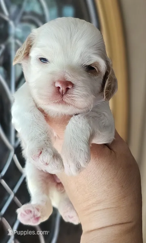 CKC White & Apricot Female  – Cockapoo puppy for sale in Clemmons, NC