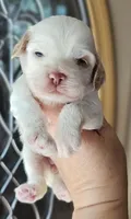 CKC White & Apricot Female , a female Cockapoo for sale in Clemmons, NC – 1 of 10