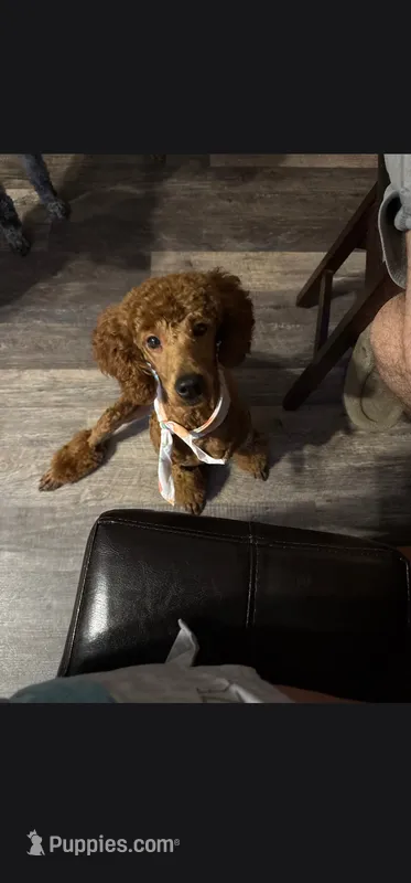 Frito – Poodle - Miniature  puppy for sale in Mocksville, NC