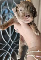 CKC Chocolate Merle Male, a male Cockapoo for sale in Clemmons, NC – 5 of 9