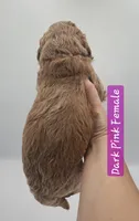 Dark Pink Female , a female Goldendoodle for sale in Mocksville, NC – 3 of 9