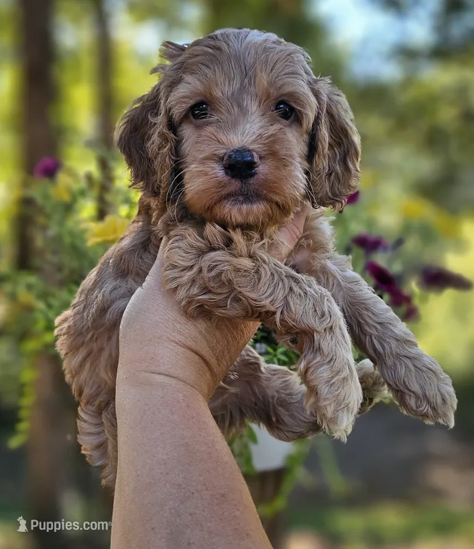 Ollie - Green Collar Male  – Cockapoo puppy for sale in Mocksville, NC
