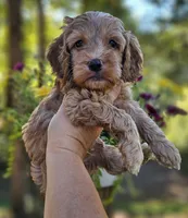 Ollie - Green Collar Male , a male Cockapoo for sale in Mocksville, NC – 1 of 7