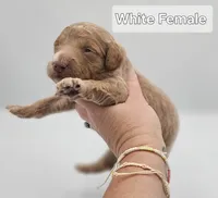 White Female , a female Goldendoodle for sale in Mocksville, NC – 3 of 10