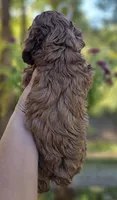 Quinn - Red Collar Male, a male Cockapoo for sale in Mocksville, NC – 7 of 7