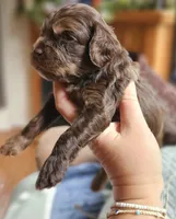 Purple Female, a female Cockapoo for sale in Mocksville, NC – 7 of 10
