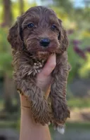 Quinn - Red Collar Male, a male Cockapoo for sale in Mocksville, NC – 2 of 7