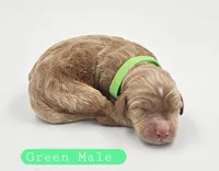 Green Male, a male Cockapoo for sale in Mocksville, NC – 1 of 4