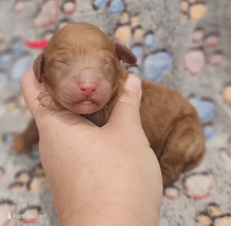 Red Collar Female – Goldendoodle puppy for sale in Mocksville, NC