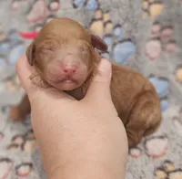 Red Collar Female, a female Goldendoodle for sale in Mocksville, NC – 1 of 9