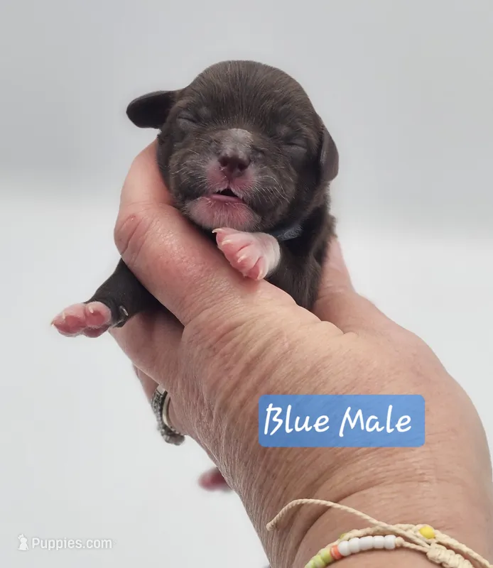 Blue Collar Male  – Cockapoo puppy for sale in Mocksville, NC