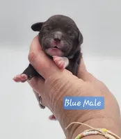 Blue Collar Male , a male Cockapoo for sale in Mocksville, NC – 1 of 9
