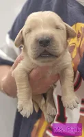 Pink Female , a female Golden Retriever for sale in Mocksville, NC – 8 of 8