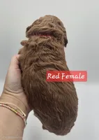 Red Female , a female Goldendoodle for sale in Mocksville, NC – 4 of 10