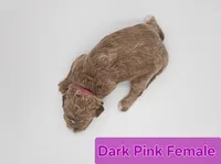 Dark Pink Female , a female Goldendoodle for sale in Mocksville, NC – 2 of 9