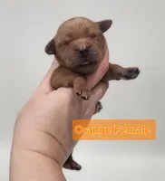 4th pick Female , a female Golden Retriever for sale in Mocksville, NC – Photo 5 of 8