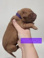 4th pick Female , a female Golden Retriever for sale in Mocksville, NC – Photo 6 of 8