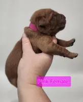 4th pick Female , a female Golden Retriever for sale in Mocksville, NC – Photo 8 of 8