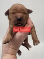 4th pick Female , a female Golden Retriever for sale in Mocksville, NC – Photo 3 of 8