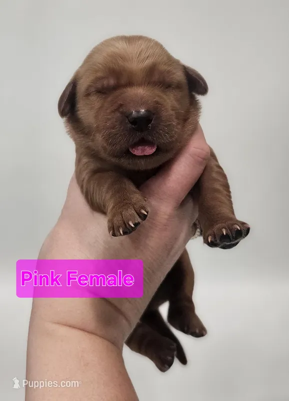 4th pick Female  – Golden Retriever puppy for sale in Mocksville, NC