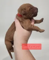 4th pick Female , a female Golden Retriever for sale in Mocksville, NC – Photo 4 of 8