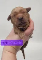 4th pick Female , a female Golden Retriever for sale in Mocksville, NC – Photo 2 of 8