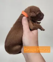 4th pick Female , a female Golden Retriever for sale in Mocksville, NC – Photo 7 of 8