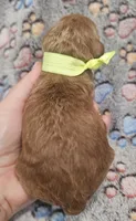 Yellow Collar Male, a male Goldendoodle for sale in Mocksville, NC – 7 of 10