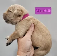 Pink Female , a female Golden Retriever for sale in Mocksville, NC – 3 of 8