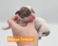 Orange Collar Female , a female Cockapoo for sale in Mocksville, NC – 3 of 8