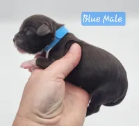 Blue Collar Male , a male Cockapoo for sale in Mocksville, NC – 2 of 9