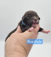 Blue Collar Male , a male Cockapoo for sale in Mocksville, NC – 4 of 9