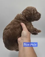 Blue Male, a male Goldendoodle for sale in Mocksville, NC – 6 of 8