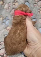 Red Collar Female, a female Goldendoodle for sale in Mocksville, NC – 2 of 9