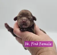 Dark Pink Collar Female , a female Cockapoo for sale in Mocksville, NC – 9 of 10