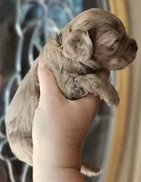 CKC Chocolate Merle Male, a male Cockapoo for sale in Clemmons, NC – 9 of 9