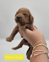 Yellow Male , a male Goldendoodle for sale in Mocksville, NC – 4 of 9
