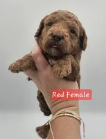 Red Female , a female Goldendoodle for sale in Mocksville, NC – 5 of 10