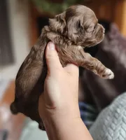 Pink Female , a female Cockapoo for sale in Mocksville, NC – 10 of 10