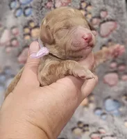 Purple Colla Female, a female Goldendoodle for sale in Mocksville, NC – 2 of 10