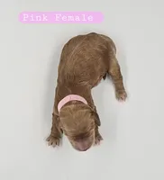 Pink Female , a female Cockapoo for sale in Mocksville, NC – 4 of 4