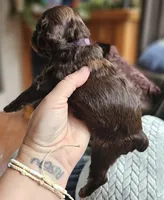 Purple Female, a female Cockapoo for sale in Mocksville, NC – 4 of 10