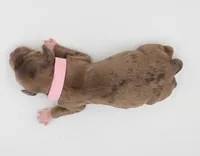 Pink Collar Female, a female Cockapoo for sale in Clemmons, NC – 3 of 8