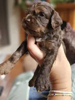 Purple Female, a female Cockapoo for sale in Mocksville, NC – 5 of 10