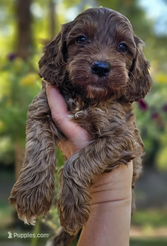 Quinn - Red Collar Male – Cockapoo puppy for sale in Mocksville, NC