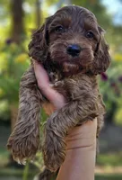 Quinn - Red Collar Male, a male Cockapoo for sale in Mocksville, NC – 1 of 7