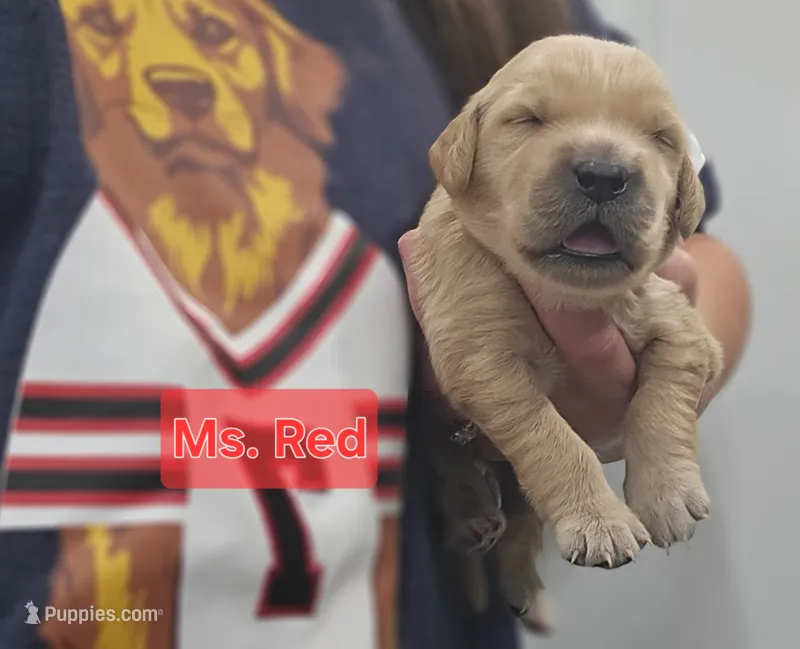 Red Collar Female – Golden Retriever puppy for sale in Mocksville, NC