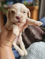 Red Female, a female Cockapoo for sale in Mocksville, NC – 2 of 10