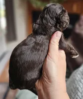 Green Male, a male Cockapoo for sale in Mocksville, NC – 3 of 10